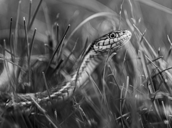 what does it mean to kill a snake in a dream