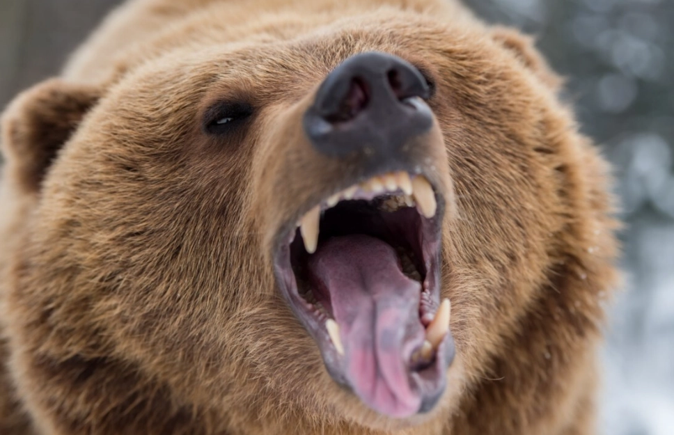 nightmare about bear attack nightmare about bear attack