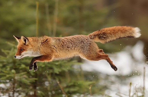 spiritual meaning of fox in dream