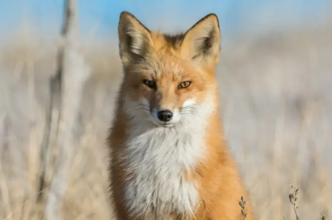 fox dream interpretation fox dream interpretation