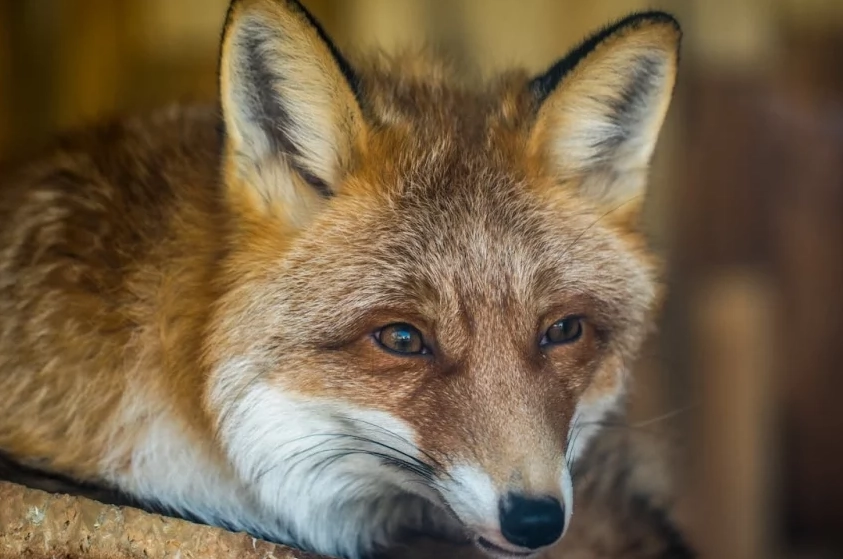 fox spirit animal dream fox spirit animal dream