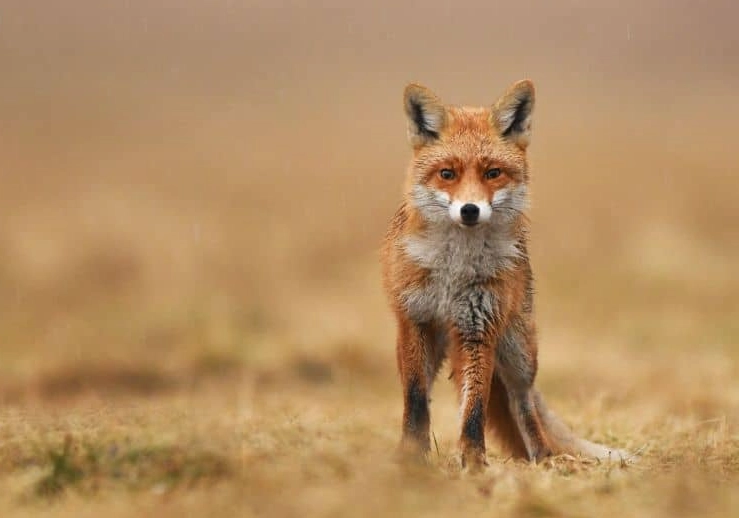 spiritual meaning of fox in dream