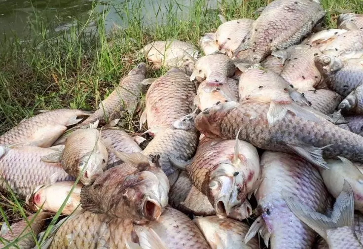 dead fish in dream spiritual meaning