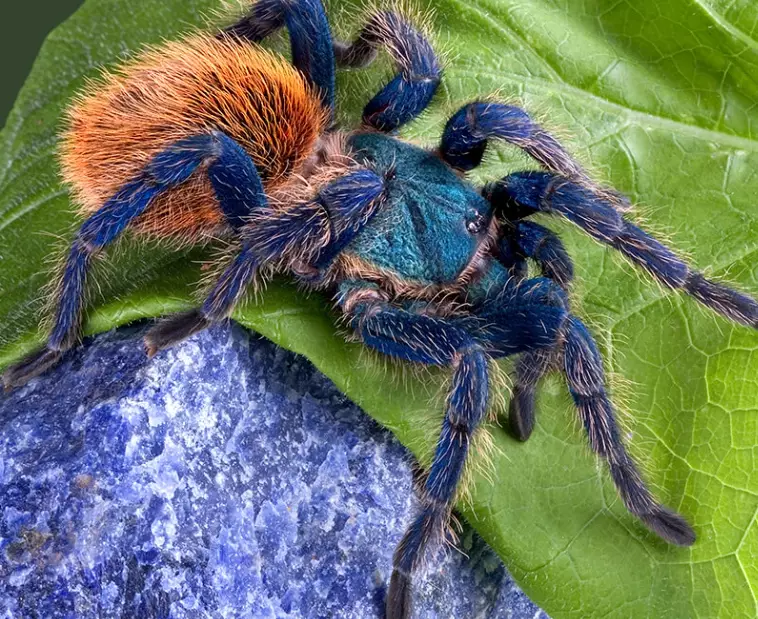 nightmare symbols tranchulas