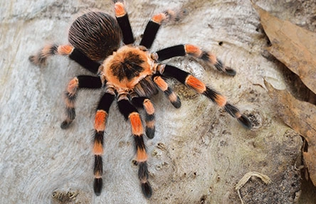 nightmare symbols tranchulas