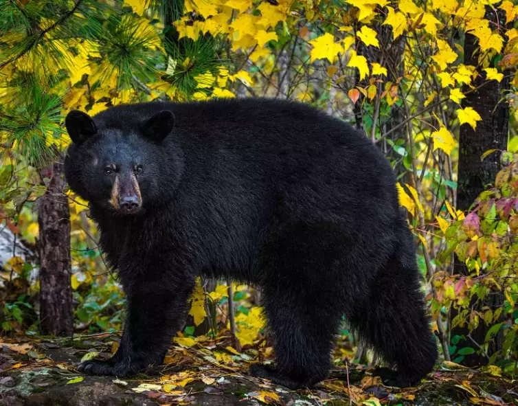 black bear dream meaning