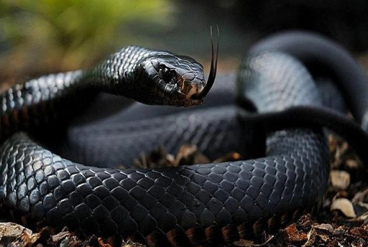 dream about black snake dream about black snake