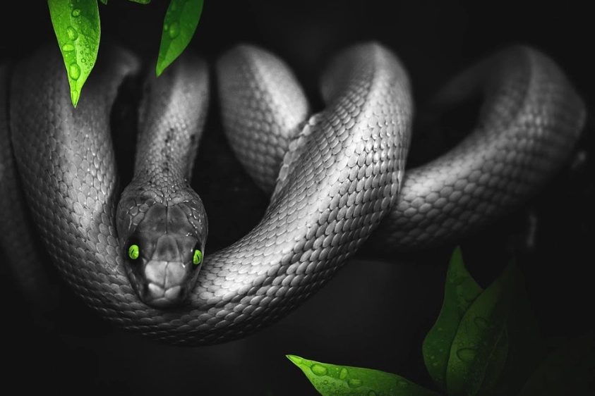 dream about black snake dream about black snake