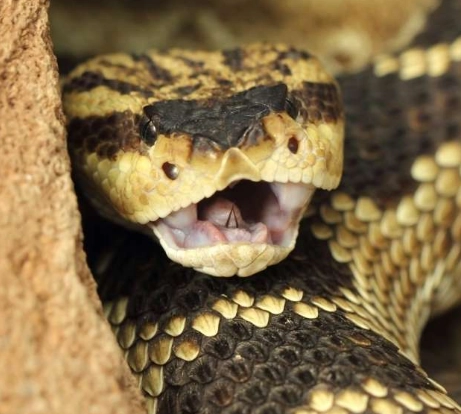 dream of a snake biting you