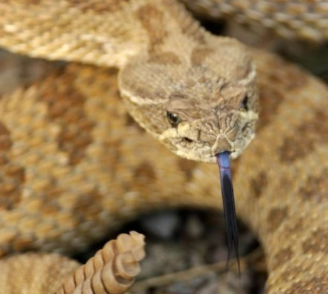 rattlesnake dream meaning