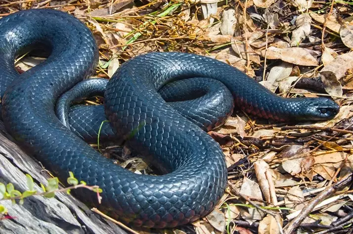 snake dream interpretation snake dream interpretation