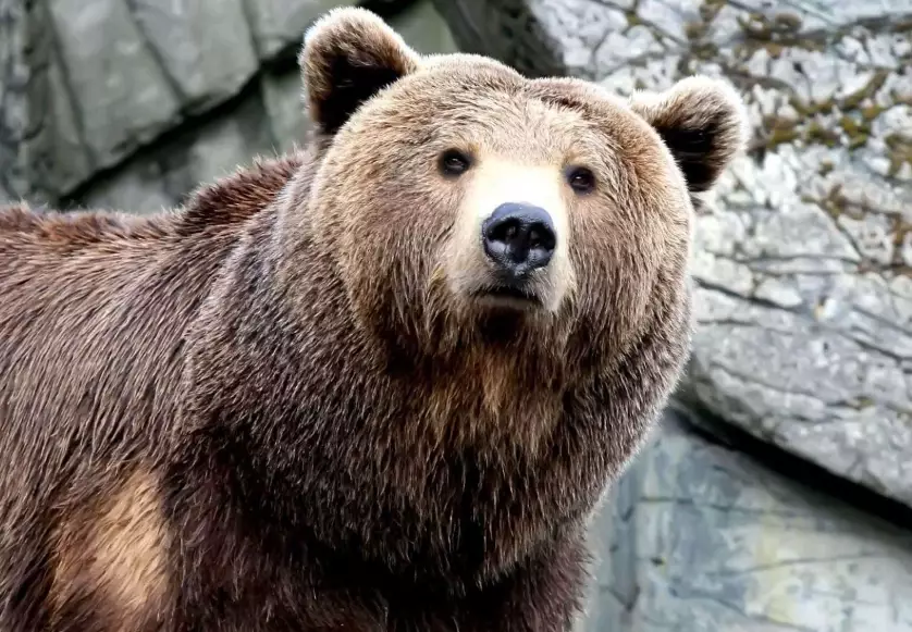 dreaming of a black bear