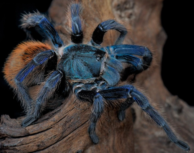 interpret tranchulas dreams