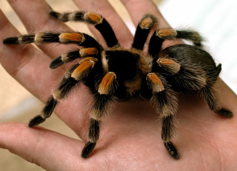 interpret tranchulas dreams