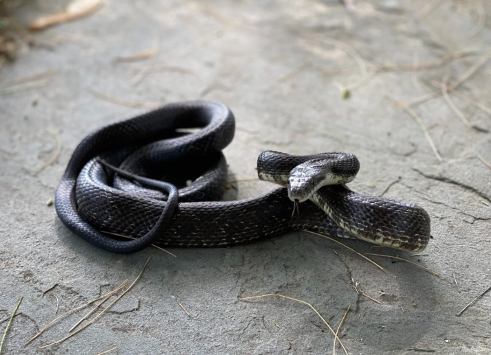 snake dream interpretation snake dream interpretation