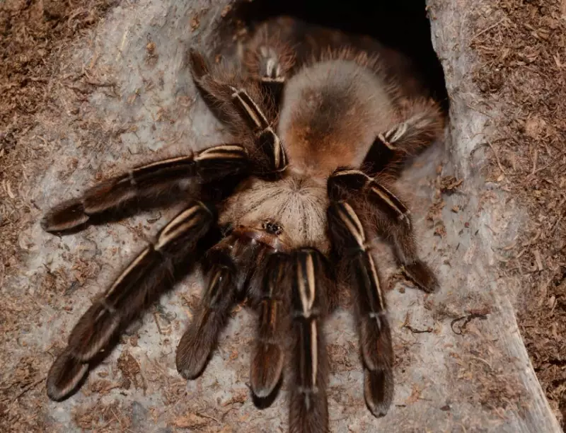 tranchulas dream meaning