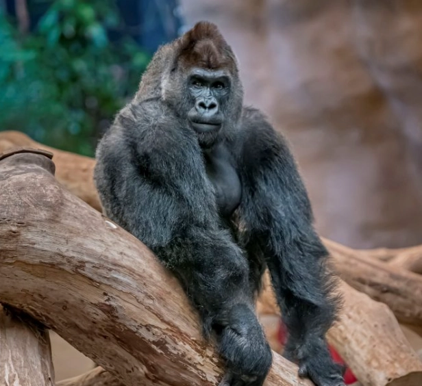 dream symbols ape dream symbols ape