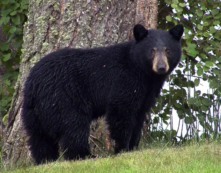 black bear dream meaning