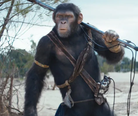 dreaming of monkeys meaning dreaming of monkeys meaning