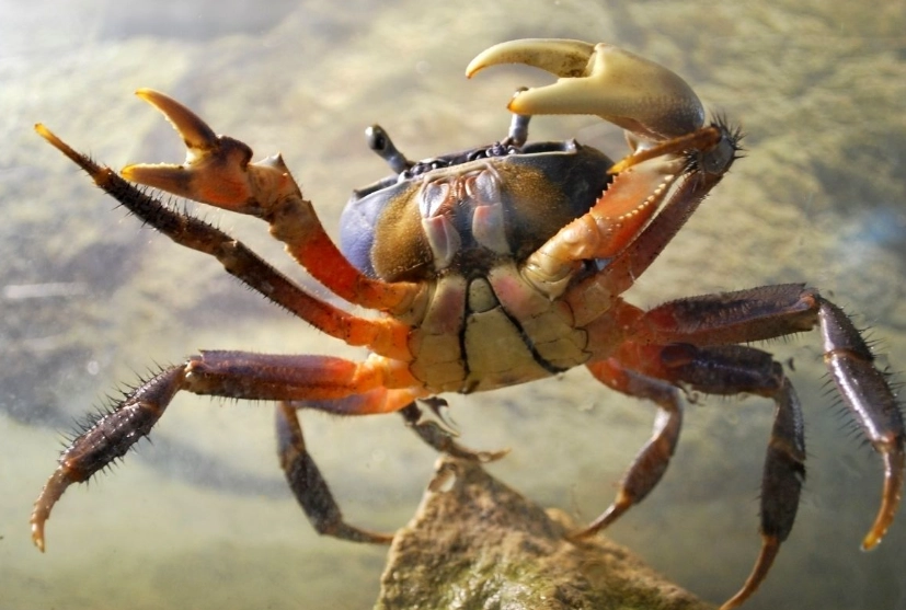 crab symbolism dream