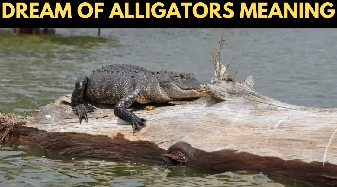 dream of alligators meaning