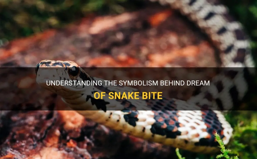 dream meaning of a snake bite