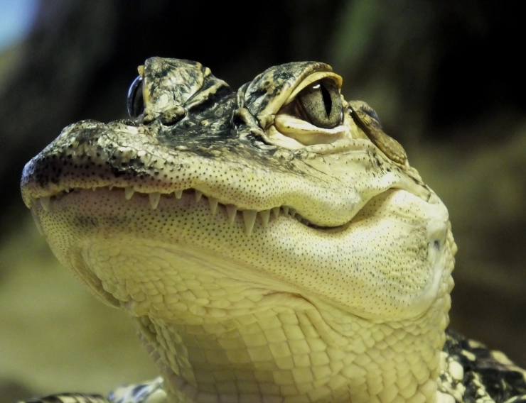 alligator in dream symbolism