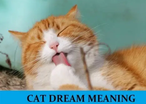 dream meaning of a cat