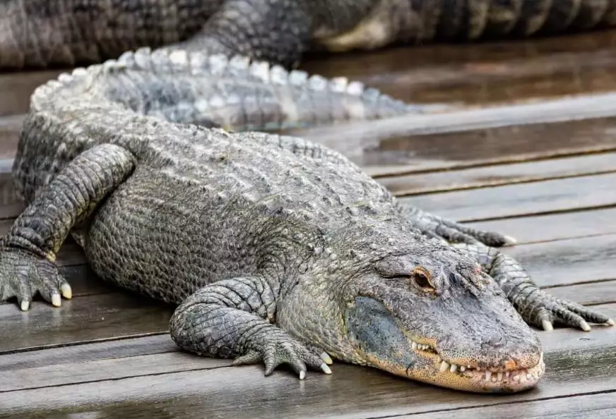 dream about alligators