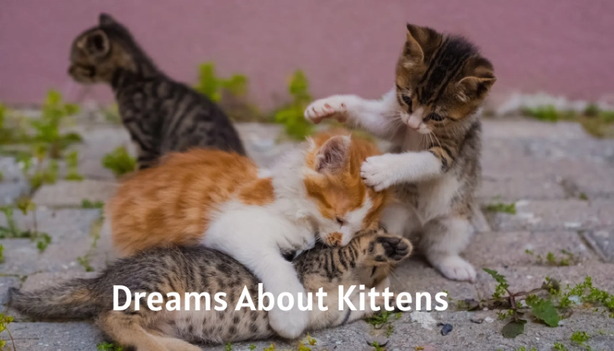 kitten dream meaning