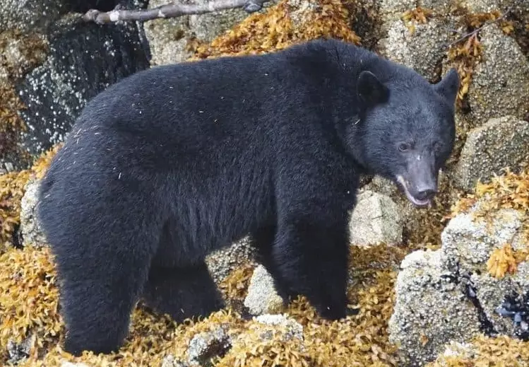 black bear dream meaning