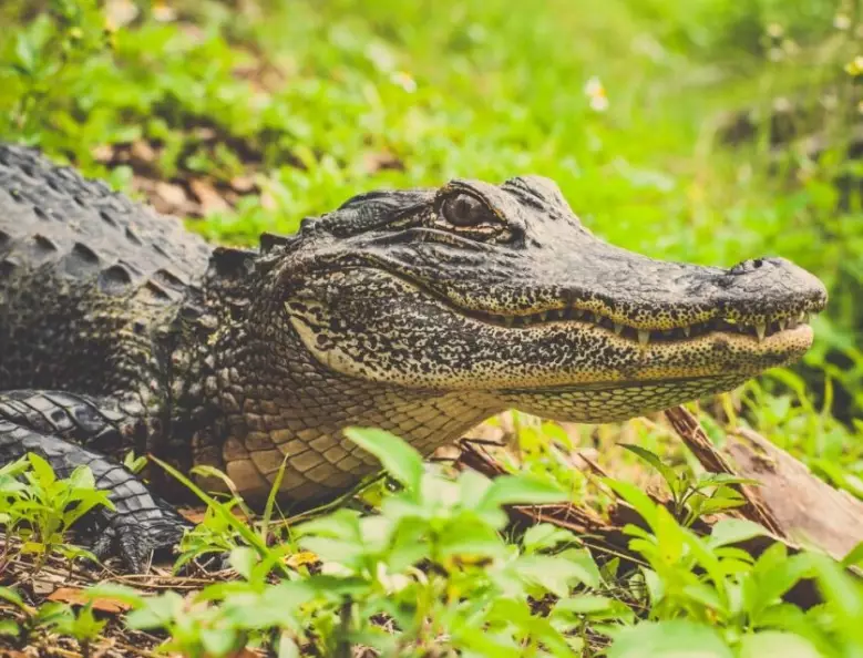 alligator dream meaning