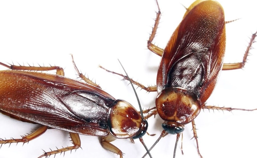 dreaming of cockroaches