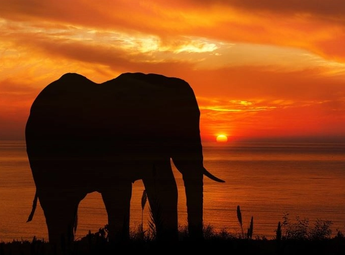 what does dreaming of an elephant mean