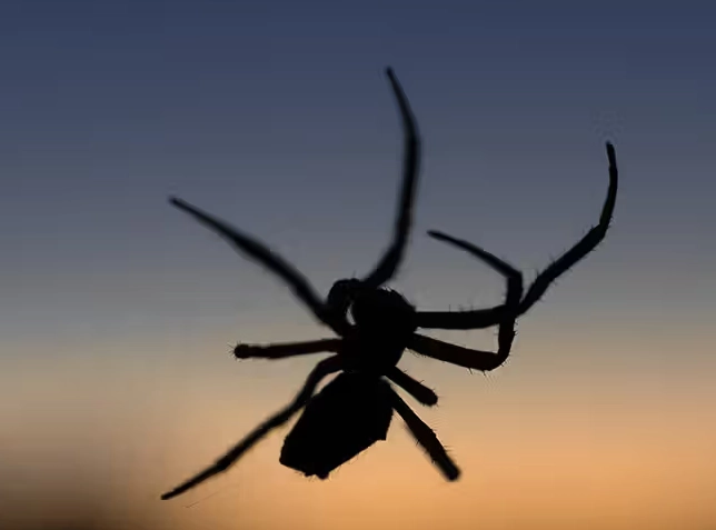 what does it mean to dream about spiders