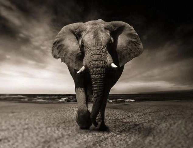 elephant dream interpretation