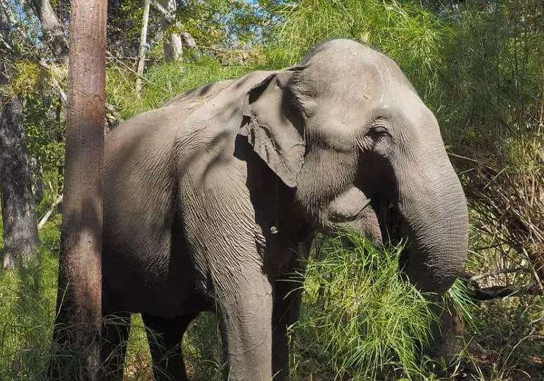 elephant dream interpretation