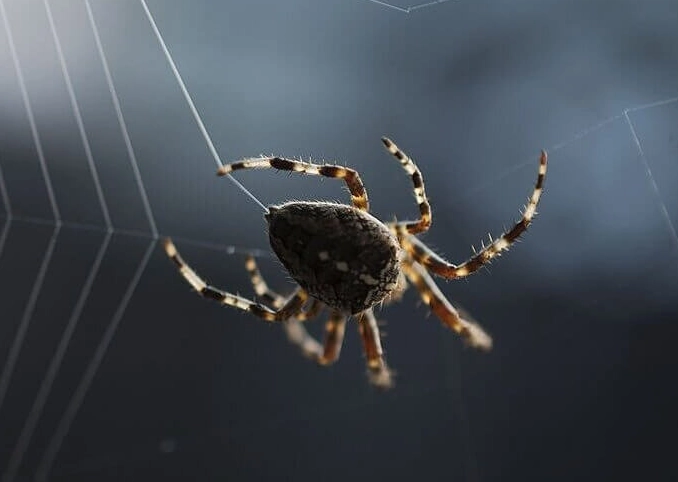 spider dream interpretation