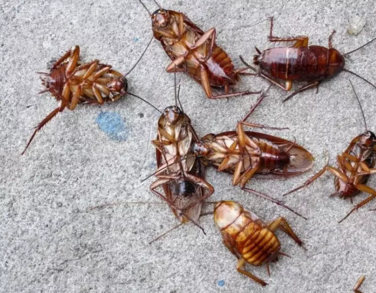 cockroach spiritual meaning