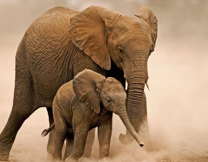 what does dreaming of an elephant mean