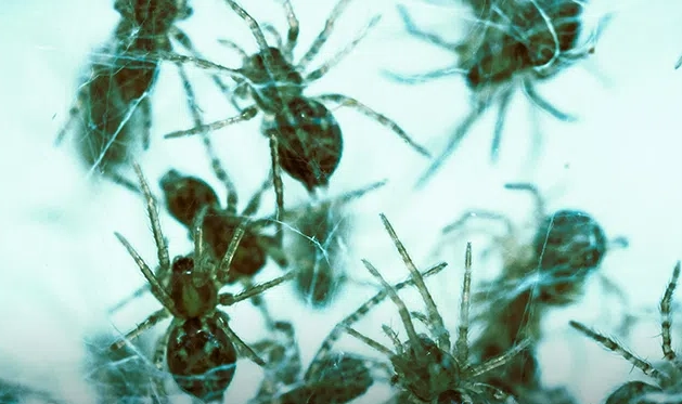 dreams about spiders meaning