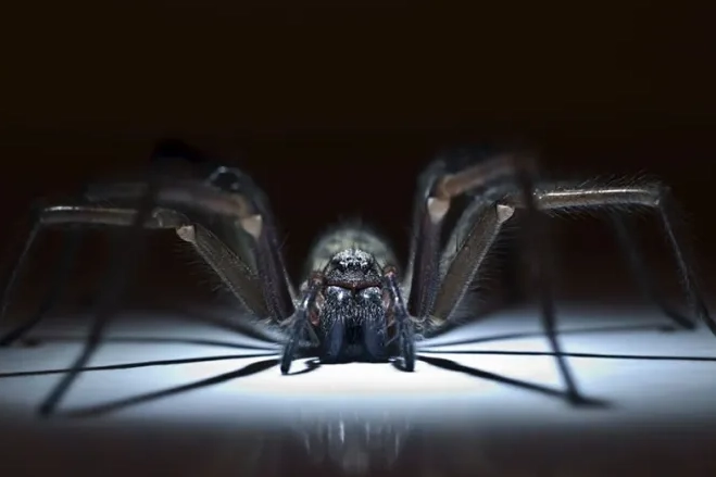 spider dream interpretation