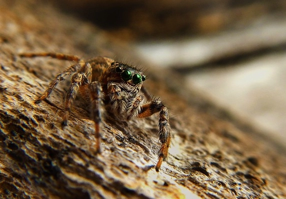 tarantula dream meaning