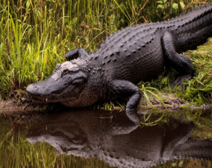 alligator dream meaning