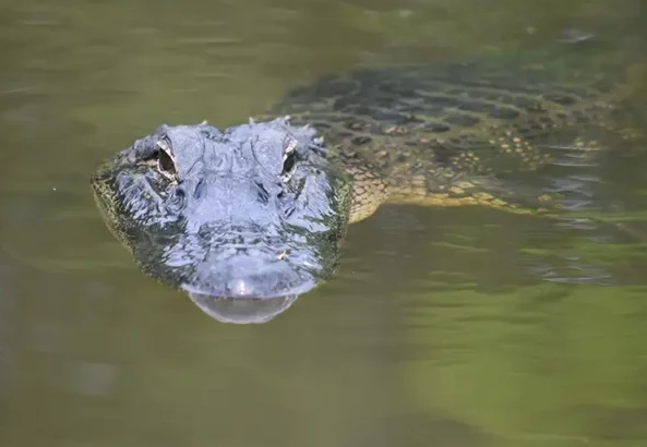 crocodile dream interpretation