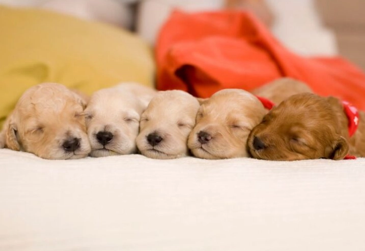 puppy dreams spiritual meaning puppy dreams spiritual meaning