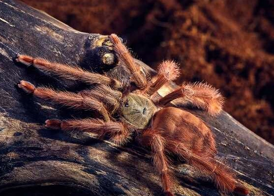 tarantula dream meaning