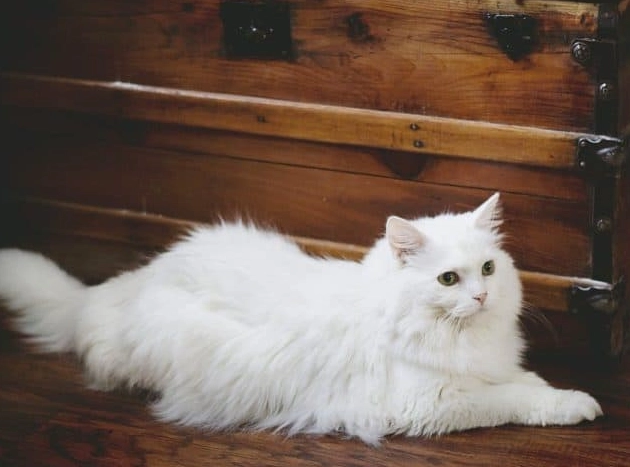 dream interpretation white cat