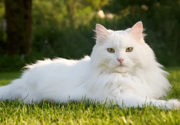 spiritual meaning of white cat in dreams
