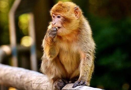 spiritual meaning of monkeys spiritual meaning of monkeys